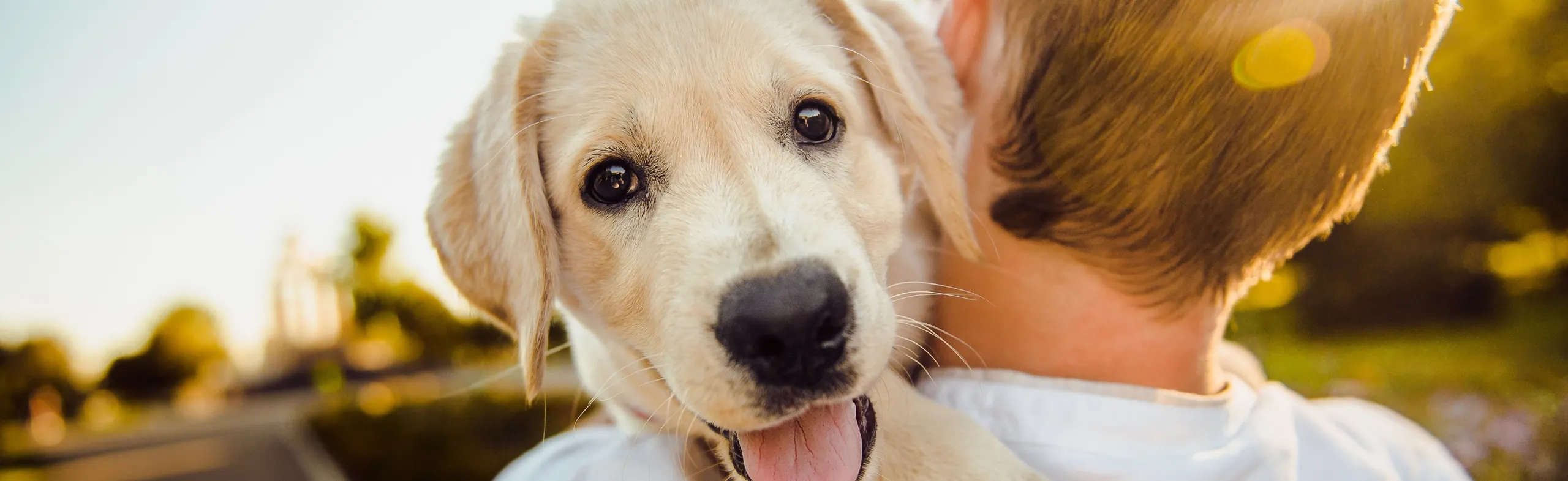 slider-hundetrainer-startseite-2560pxb
